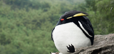 Chubby Rockhopper Penguin Stuffed Animal Plush Toy, Penguin Plushies