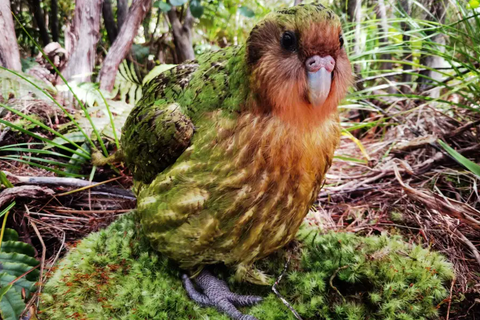kakapo
