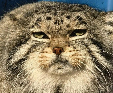 International Pallas Cat Day, The Original Grumpy Cat - Pallas Cat(Manul)