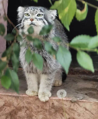 International Pallas Cat Day, The Original Grumpy Cat - Pallas Cat(Manul)