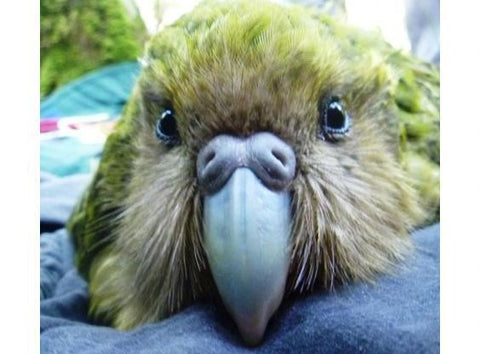 Kakapo