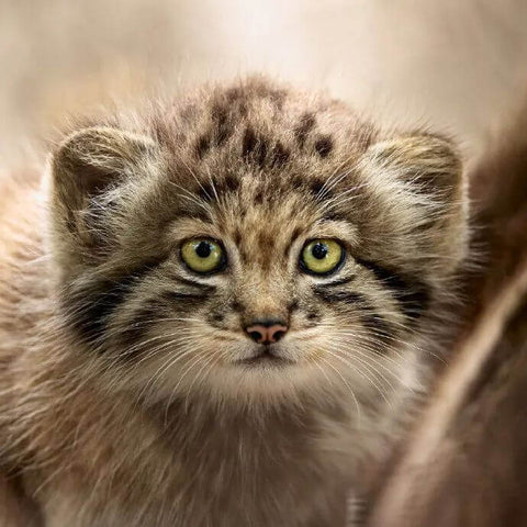International Pallas Cat Day, The Original Grumpy Cat - Pallas Cat(Manul)