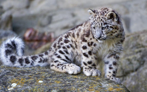 Can You Keep a Snow Leopard as a Pet?