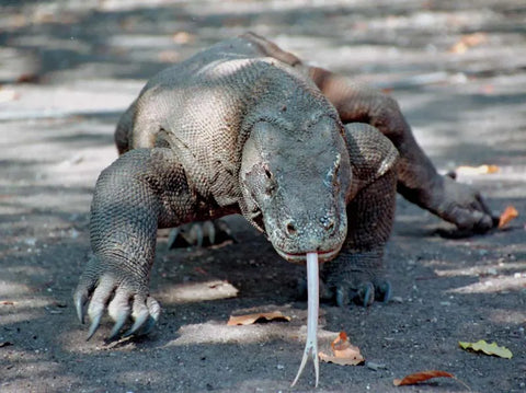 Komodo dragon