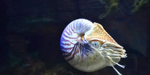 What is nautilus? Would it be possible to have nautilus as pets?