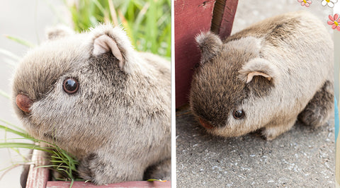 Cute Wombat Stuffed Animal