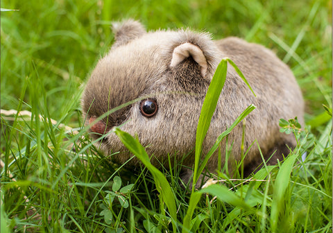 Cute Wombat Stuffed Animal