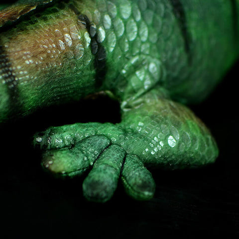 Realistic Green iguana Stuffed Animal Plush Toy