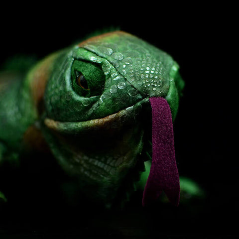 Realistic Green iguana Stuffed Animal Plush Toy