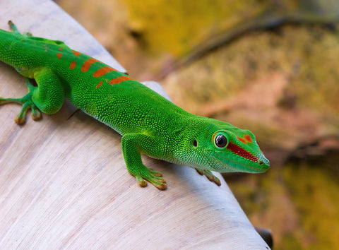 What is Madagascar Day Gecko? Knowledge about Day Gecko