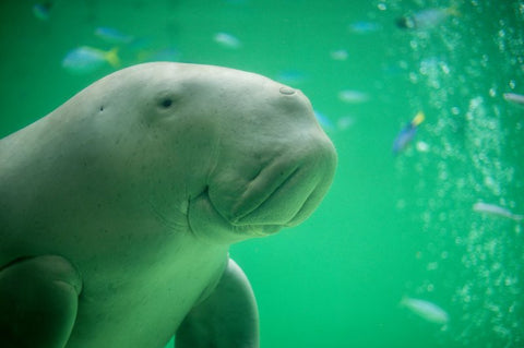 What is Dugong? Facts about Dugong