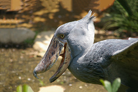 Facts About Shoebill, Can I keep a shoebill as a pet?