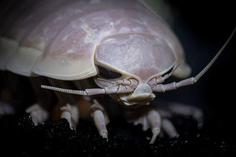 What is a giant isopod? Can I keep a giant isopod as a pet?