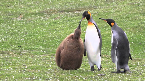 King Penguin