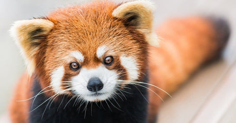 Red Panda