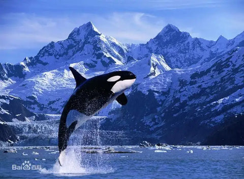 Orcas