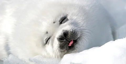 Five Interesting Facts about Seals