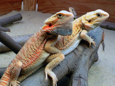 Central Bearded Dragon