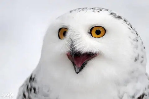 Snowy Owl