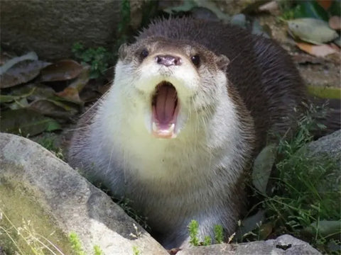 Can I Have a Pet Otter? Is it legal to own a otter as a pet?