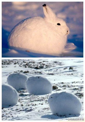 Long-legged rabbits living in the Arctic - Arctic hare