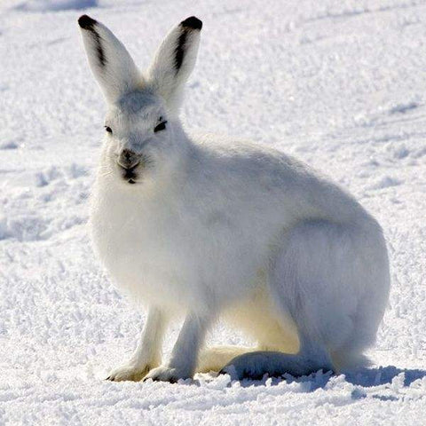 Long-legged rabbits living in the Arctic - Arctic hare