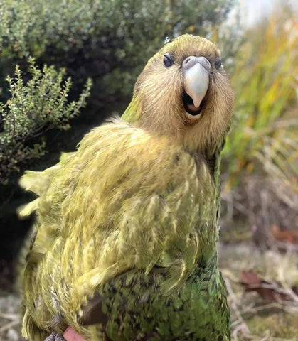 kakapo