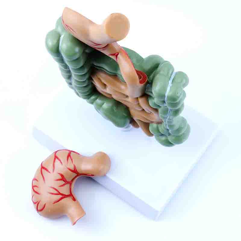 Gastrointestinal Disease Model