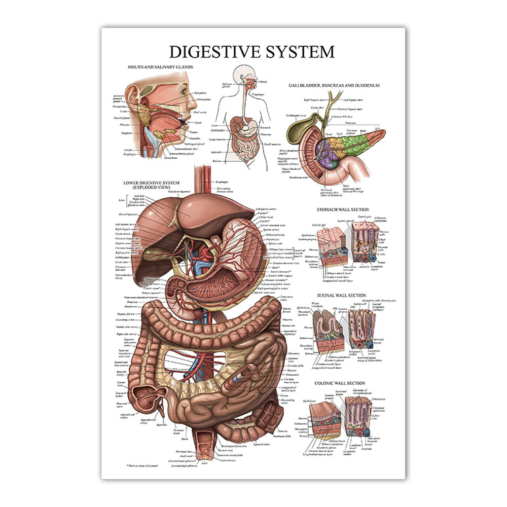 Anatomy Chart - Digestive System
