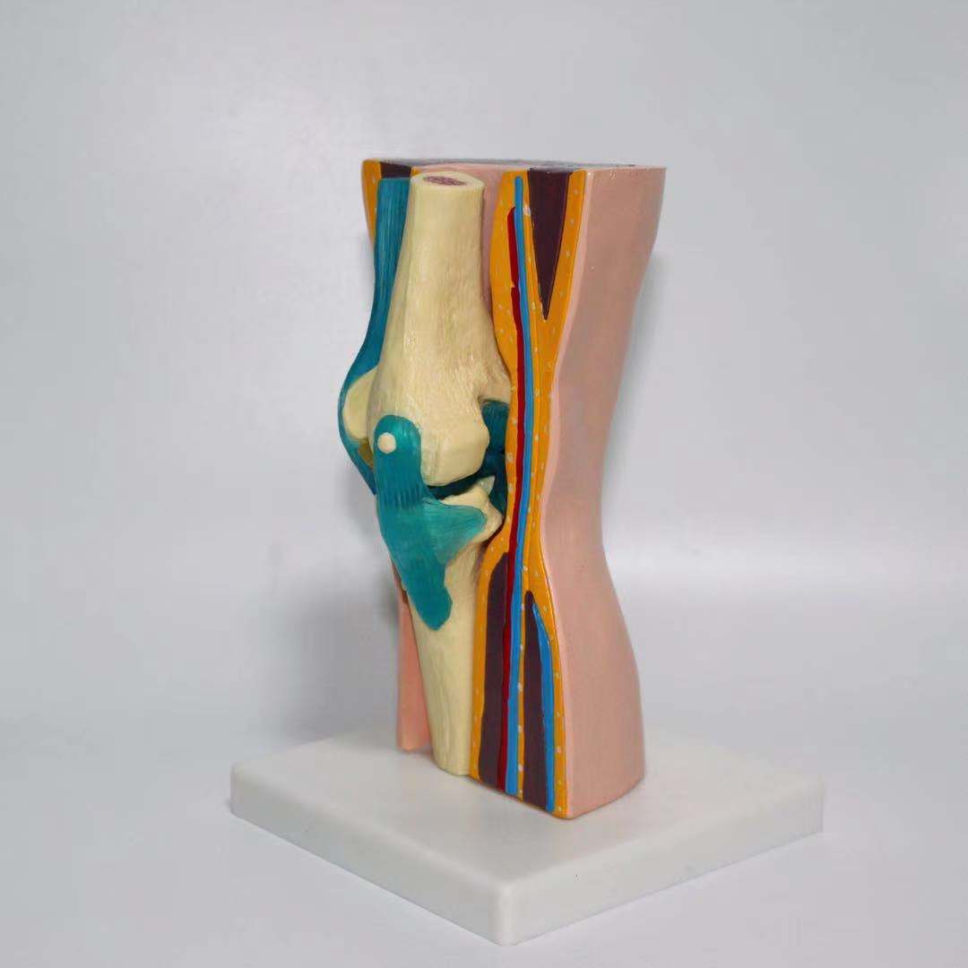 Functional Knee Joint Model