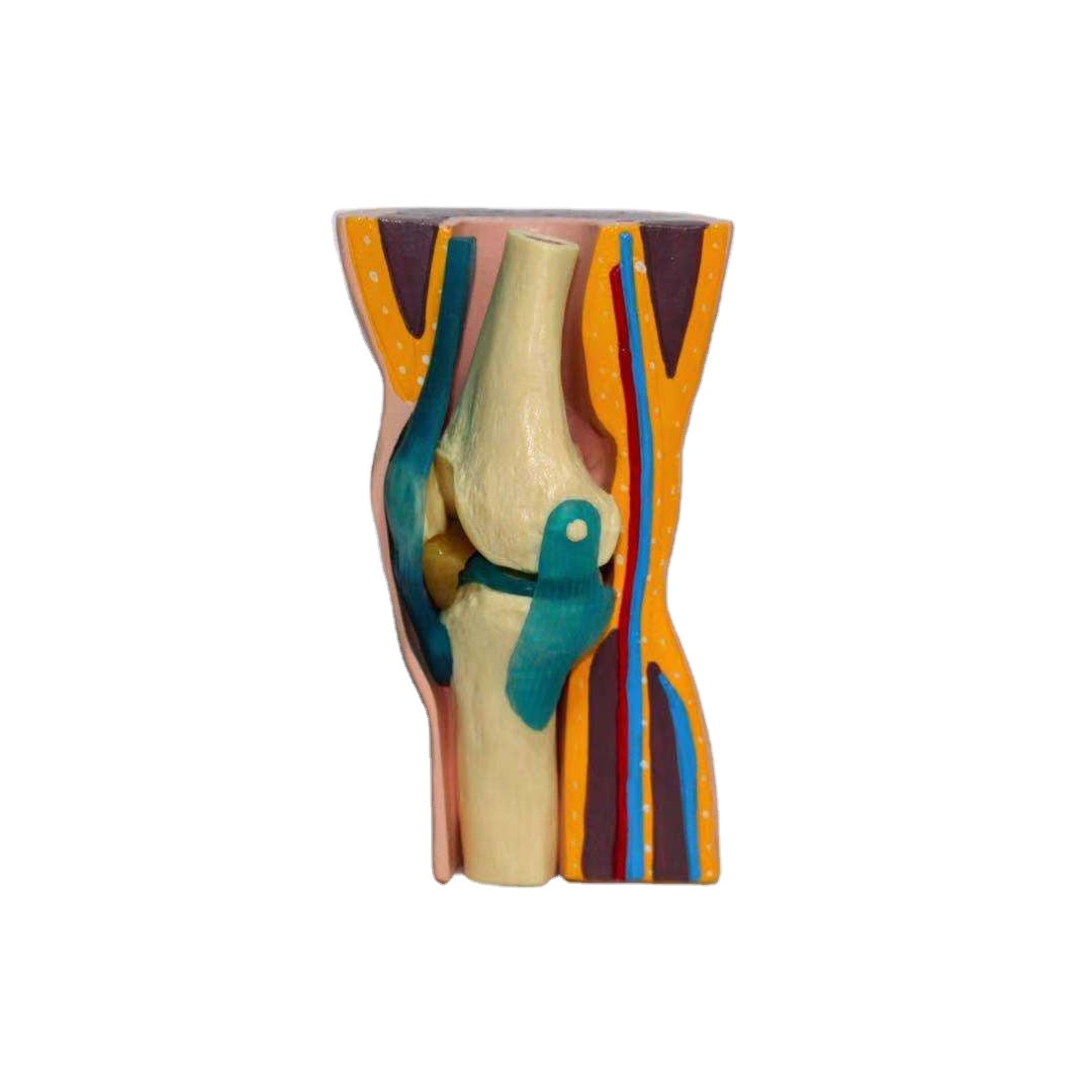 Functional Knee Joint Model