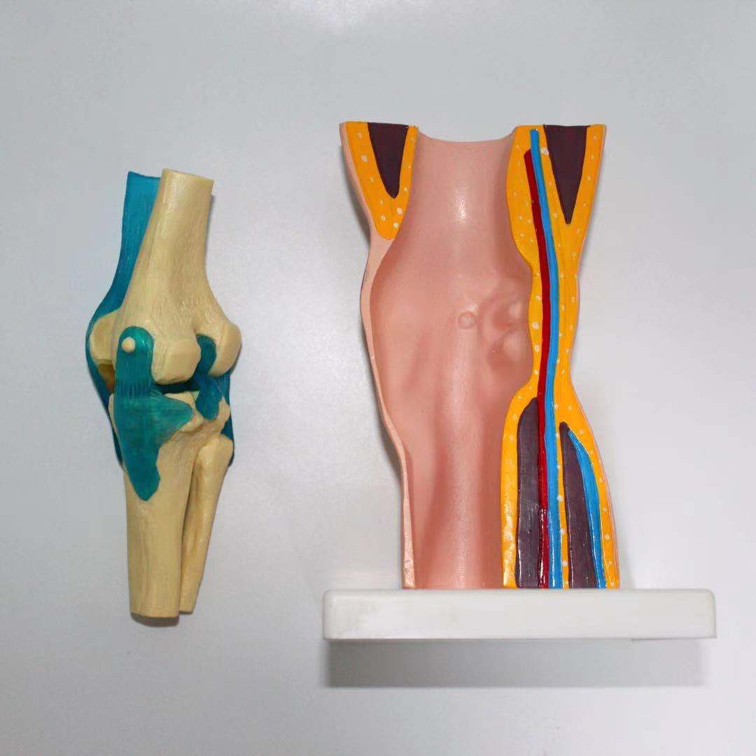 Functional Knee Joint Model