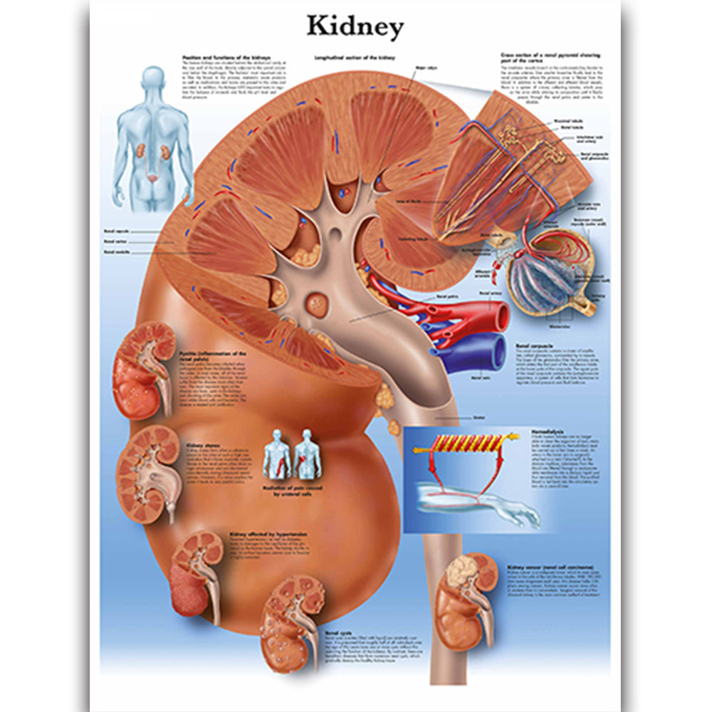 Kidney Anatomy Chart