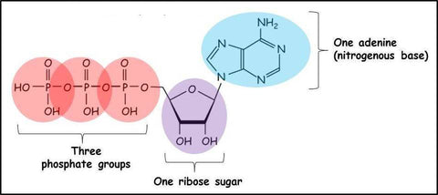 The structure of atp