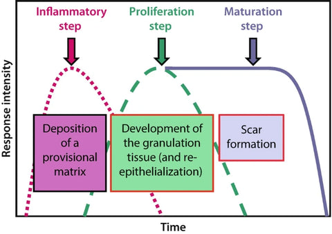  The formation of scars