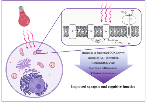 How does red LED light therapy work on mitochondria