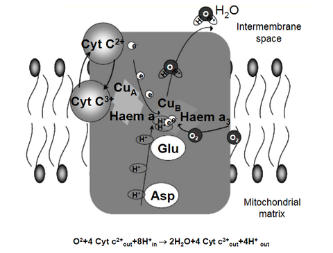 the mechanism of cytochrome c oxidase
