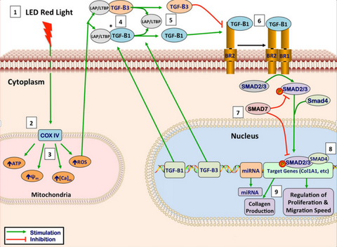 The mechanism of PBM light therapy