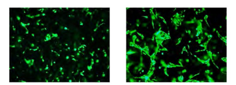 How does red infrared light therapy stimulate angiogenesis?