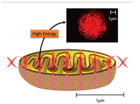 professional red light therapy devices