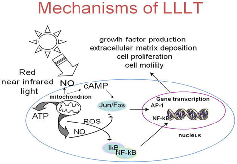 the mechanism of red light therapy
