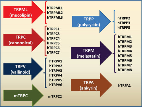 Seven related subtypes of the TRP