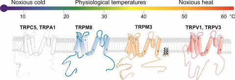 The effect of temperature on trp