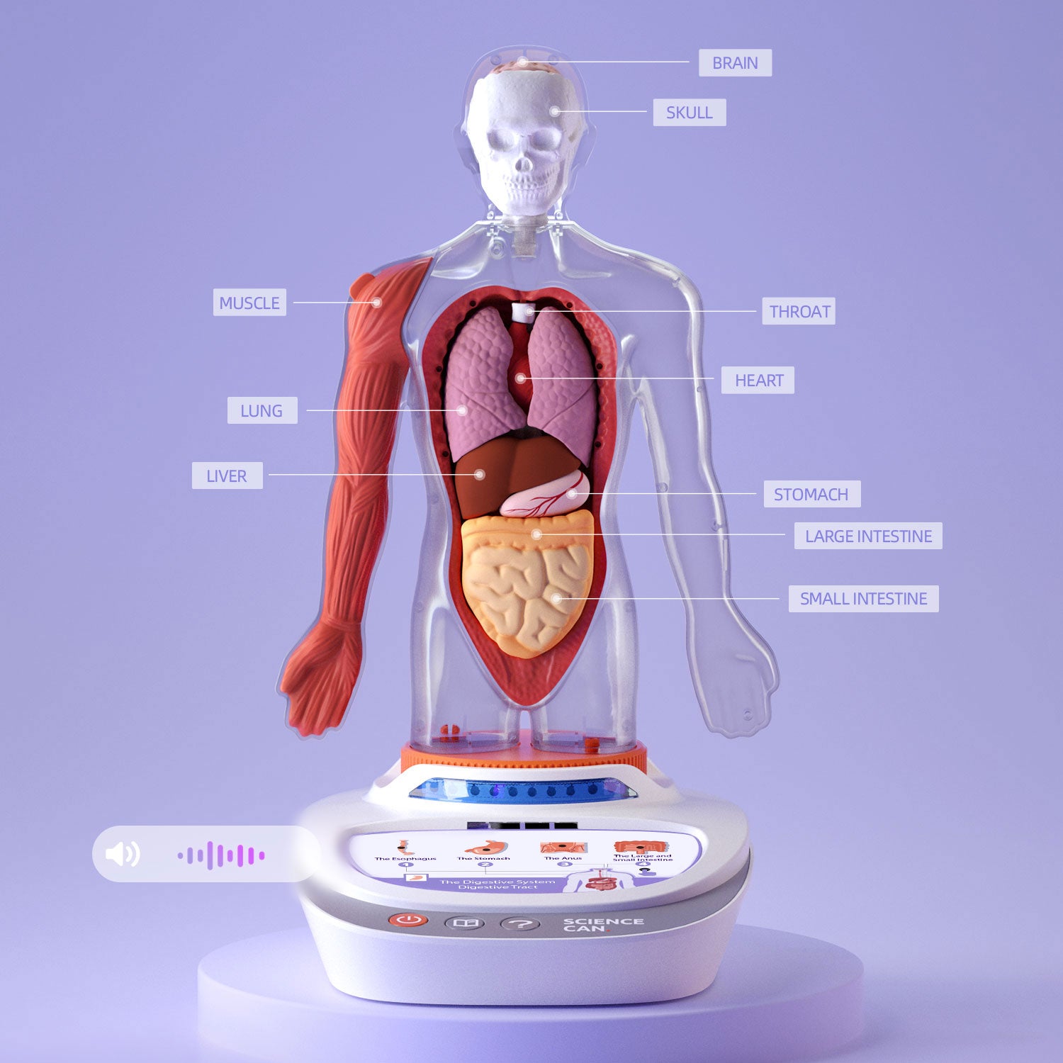  - Detachable Human Anatomy Model