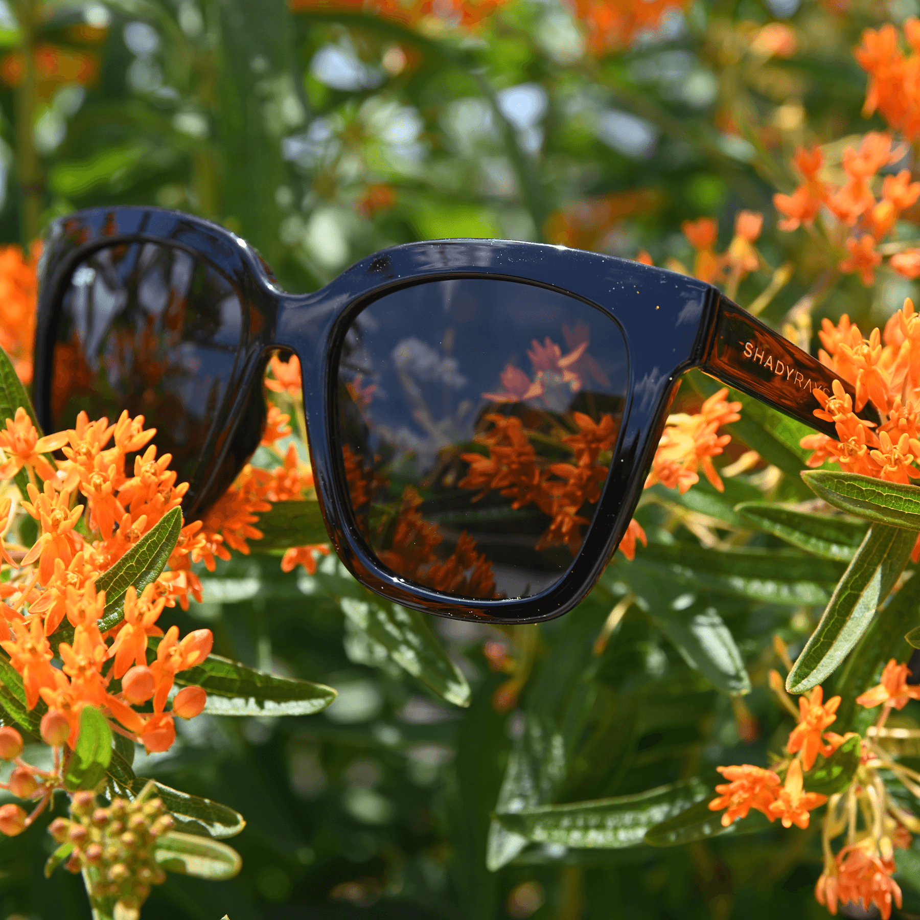 Azalea - Midnight Polarized