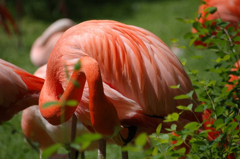 Flamingo Love, one life one love