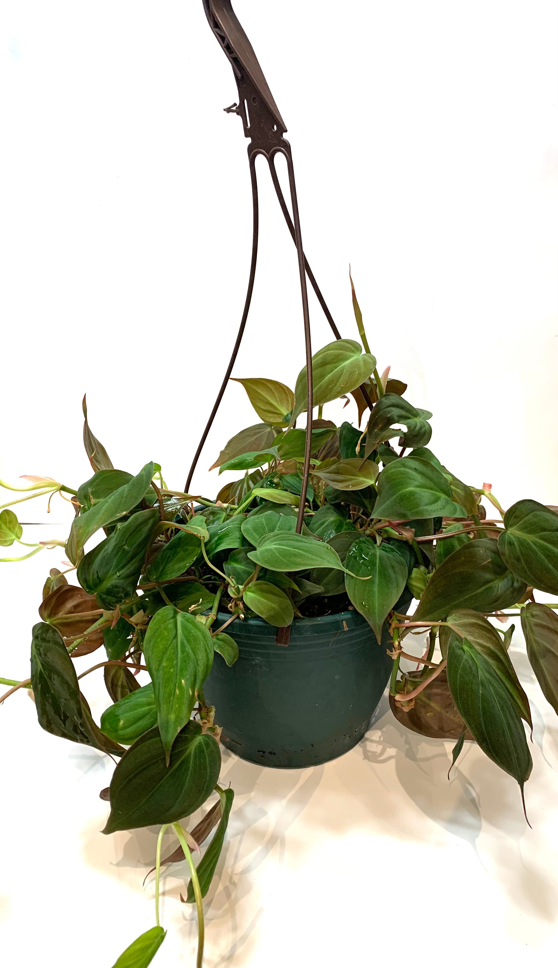 Philodendron Micans