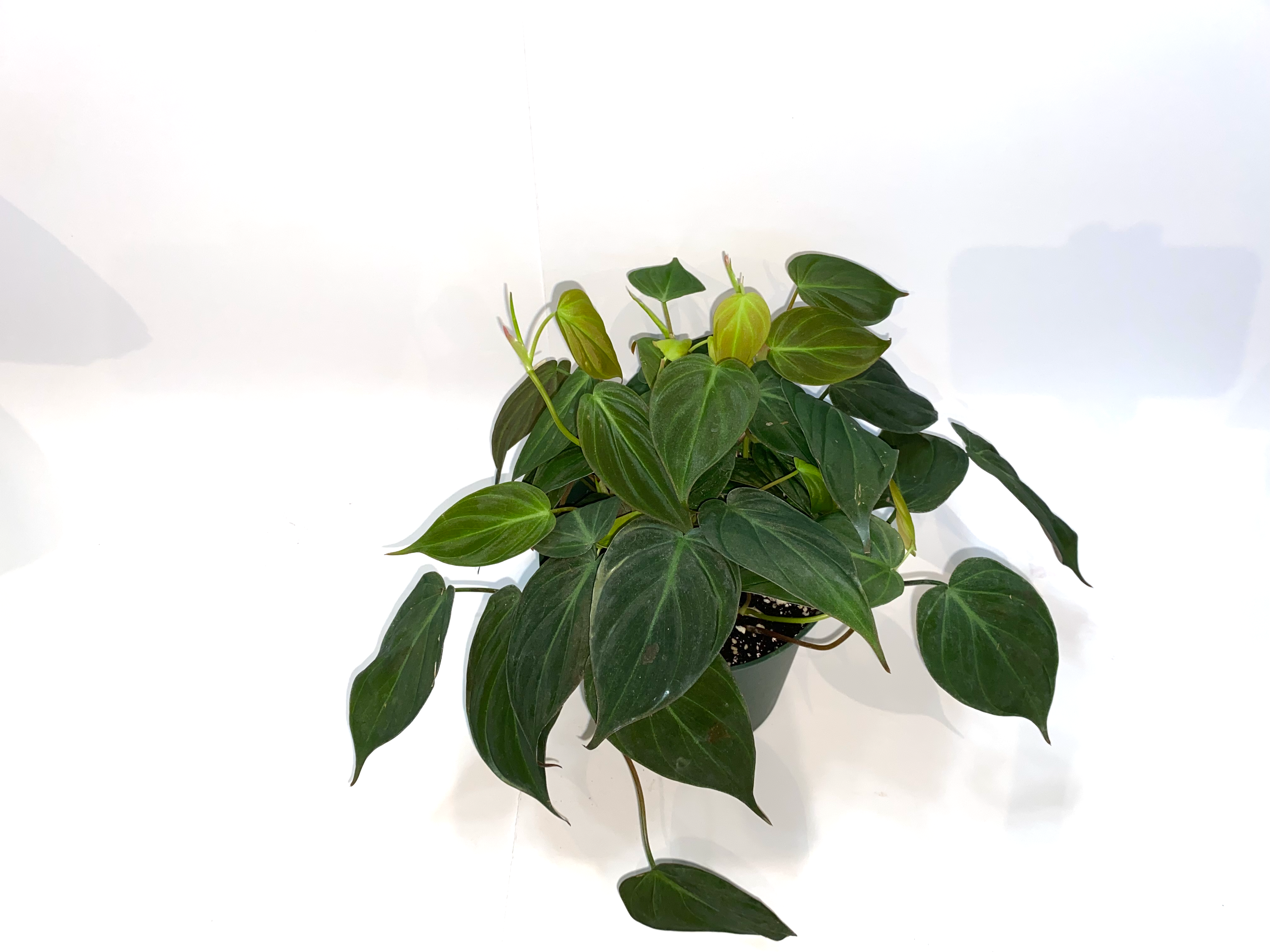 Philodendron Micans