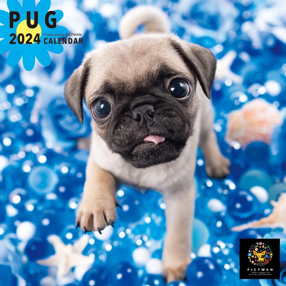 PICTWAN 2024 Calendar S Edition Pug S040