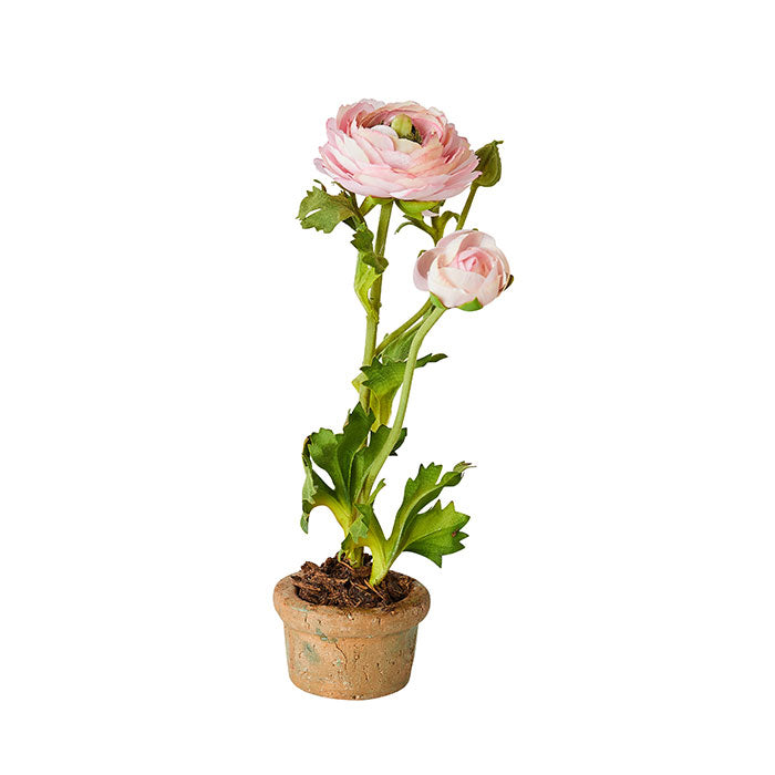 Mini Terracotta Ranunculus in Pink